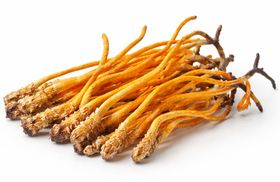 Cordyceps Extract
