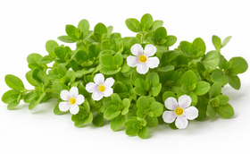 Bacopa Monnieri