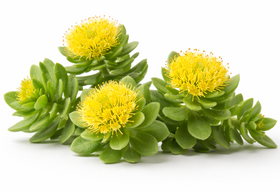 Rhodiola Rosea
